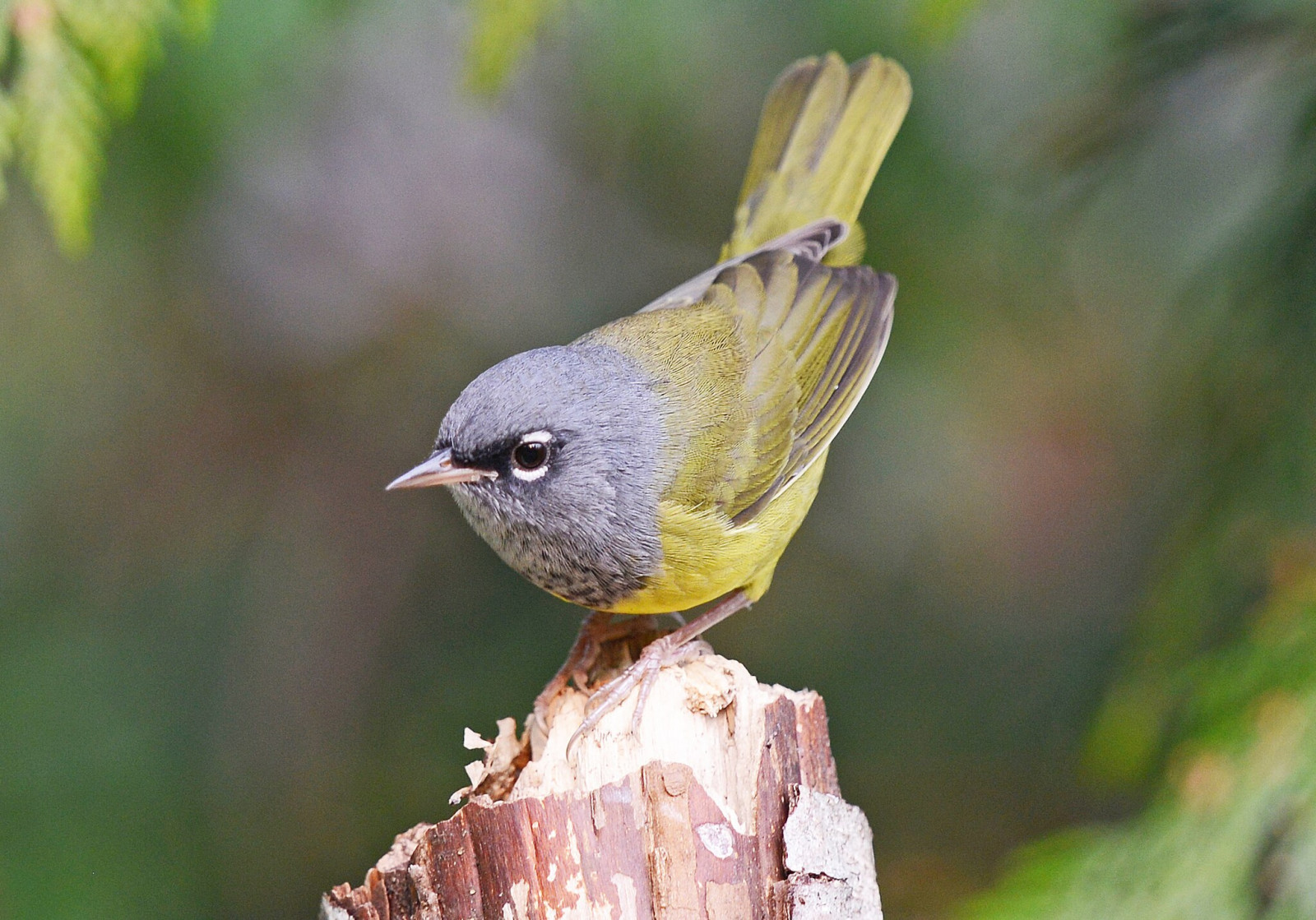 image MacGillivray's Warbler